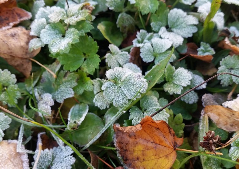 Newsletter aktueller Monat